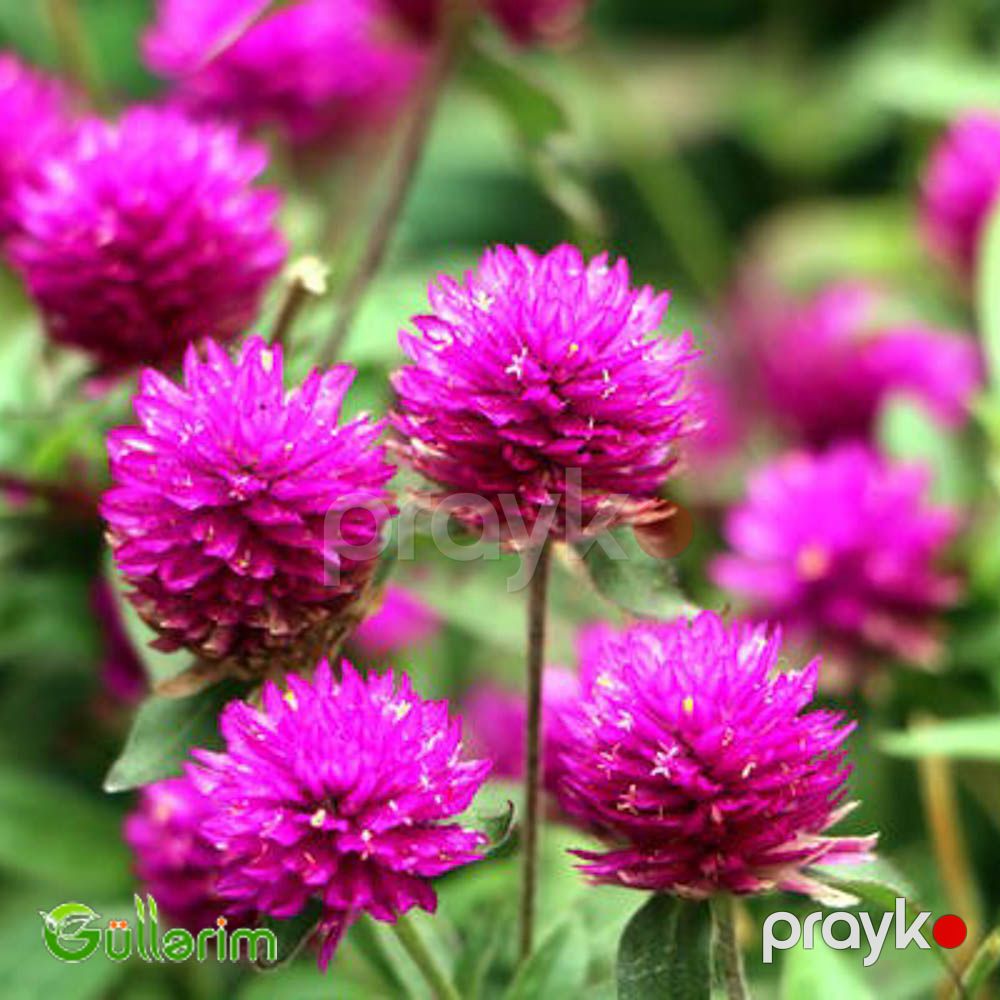 Gomfrena (Gomphrena globosa) — Bitkilər, Bakı (3)
