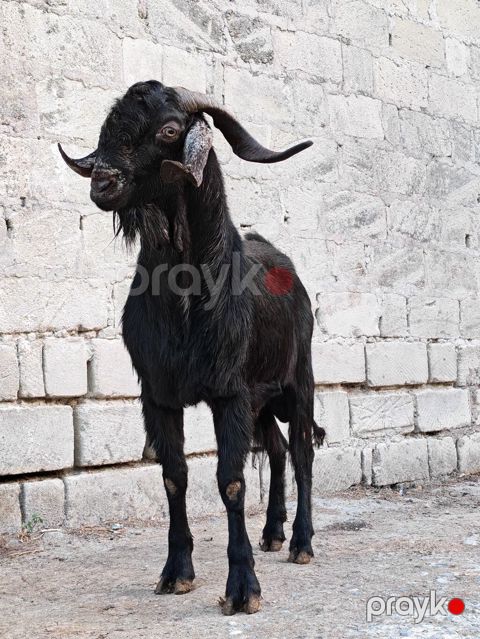 Qara rəngli erkək keçi - Növ: Erkək keçi (teke) - Rəng: Tam qara — Sumqayıt