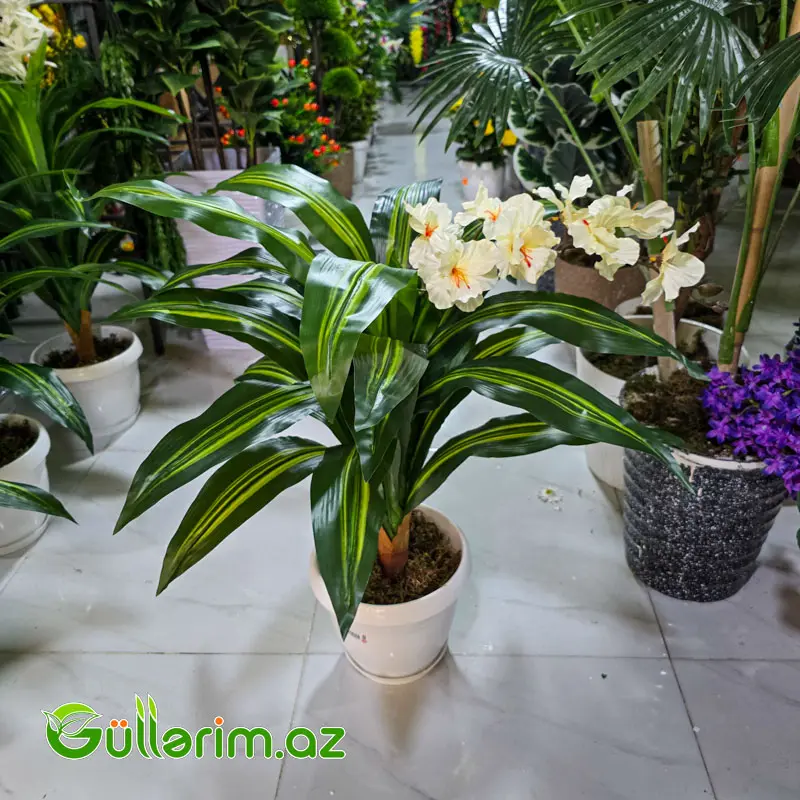 Drasena (Dracaena / Dəmir ağacı) — Dekor və interyeri, Bakı (3)