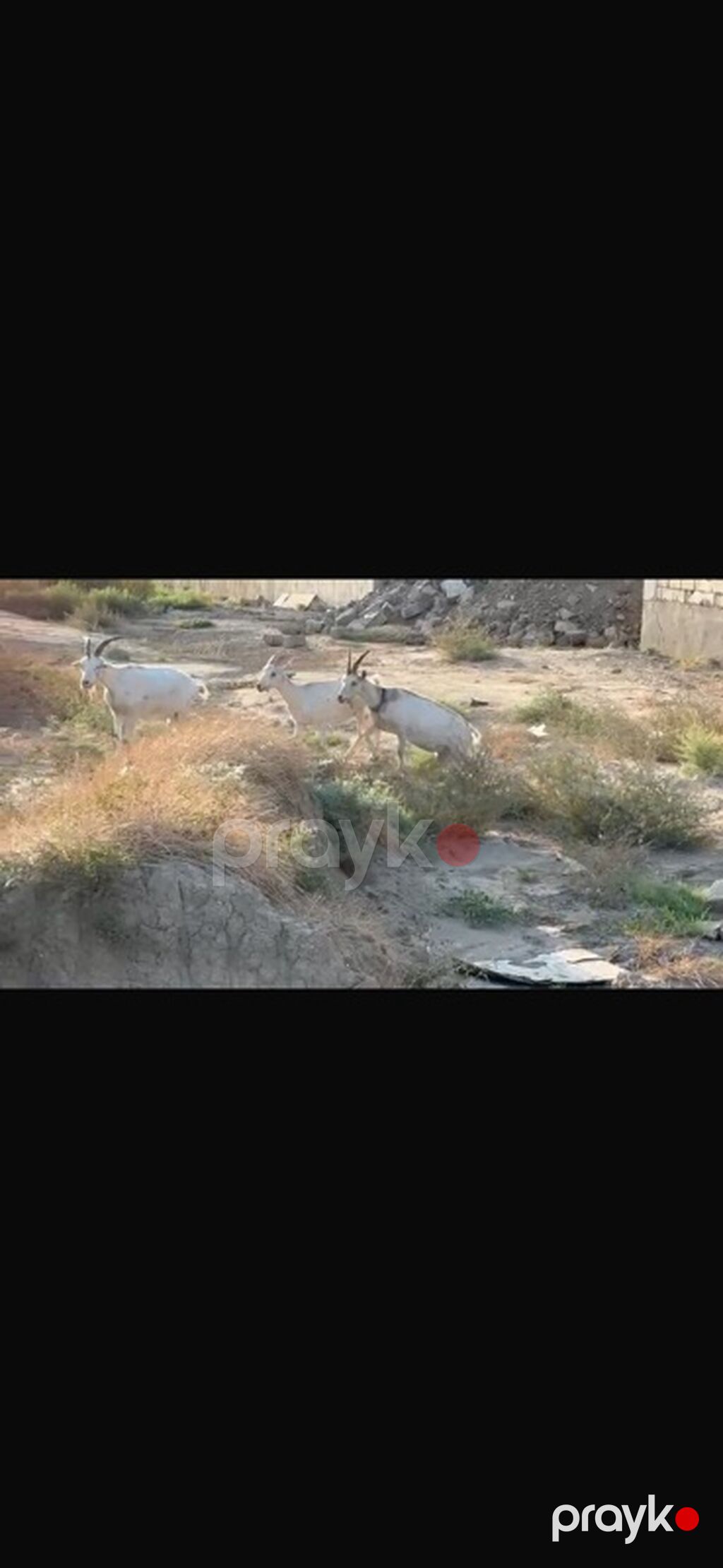 Agribal alpin ober(H) sanen 3 ed ana oberhas 6 ed sanen 1 ed ana heleb — Kənd təsərrüfatı heyvanları, Sumqayıt (5)
