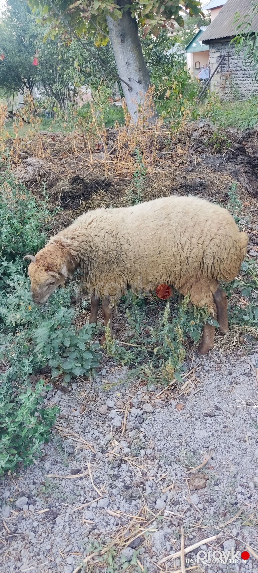 1 erkək və 2 dişi quzu satılır. razılaşma yolu ilə — Kənd təsərrüfatı heyvanları, Ucar (6)