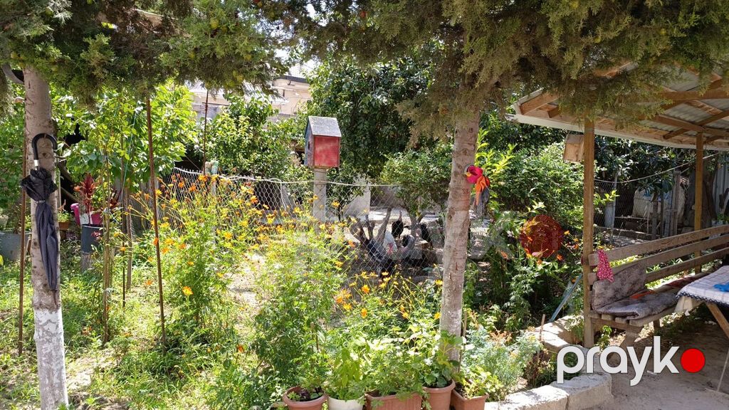 3 sot, Tikinti, Kupça (Çıxarış), Bələdiyyə — Torpaq, Masazır (3)