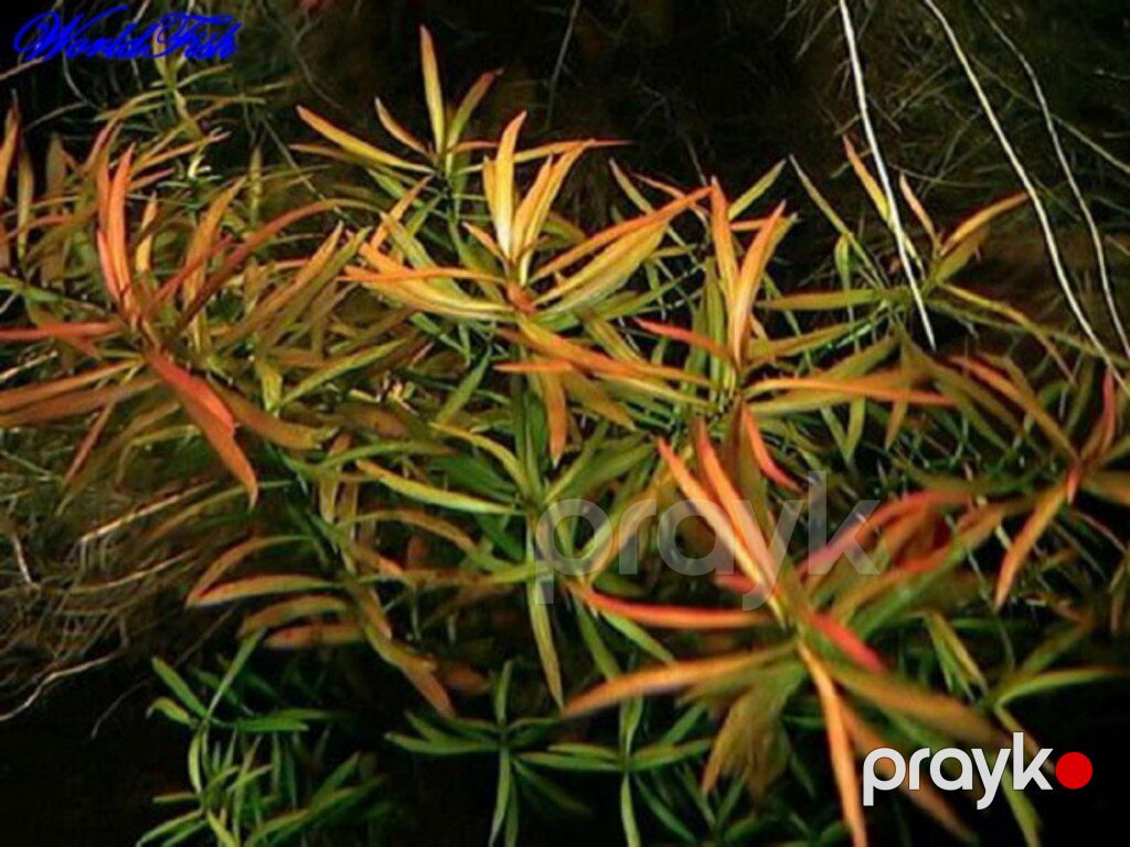 Akvarium bitkiləri — Akvariumlar və balıqlar, Xırdalan (7)