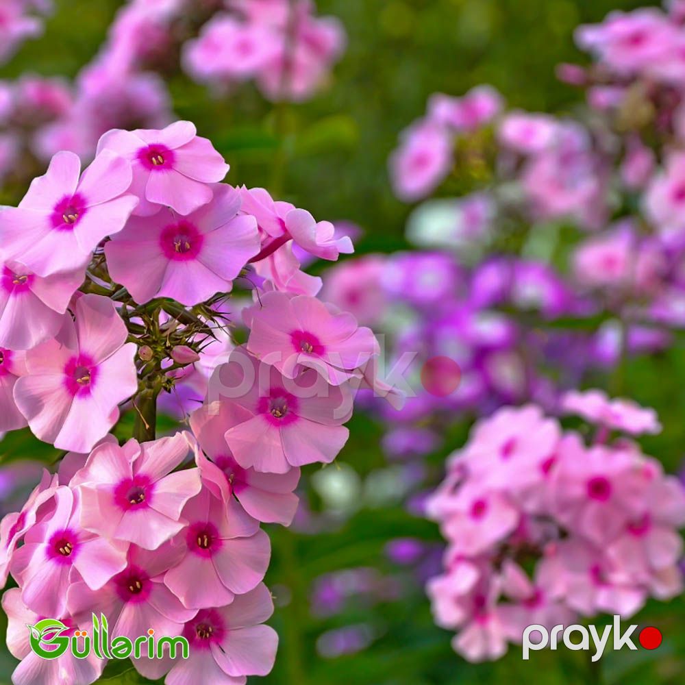 Floks Drummond (Phlox drummondii) — Bitkilər, Bakı (4)