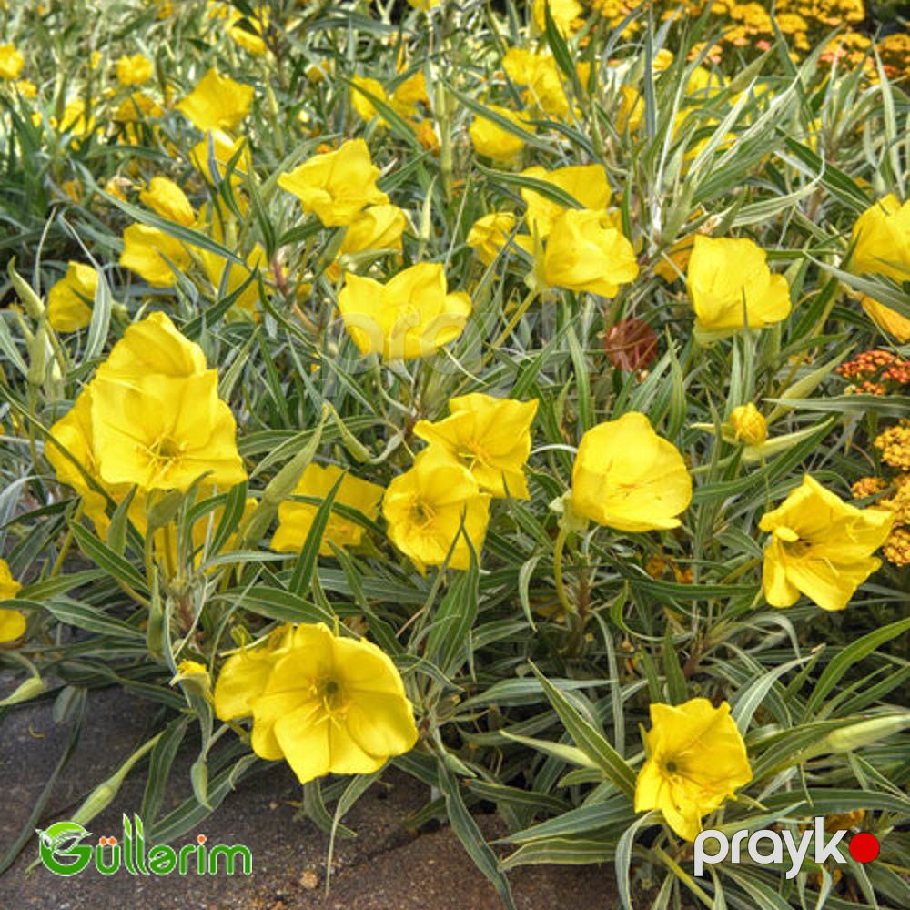 Azan gülü (Oenothera) — Bitkilər, Bakı (5)