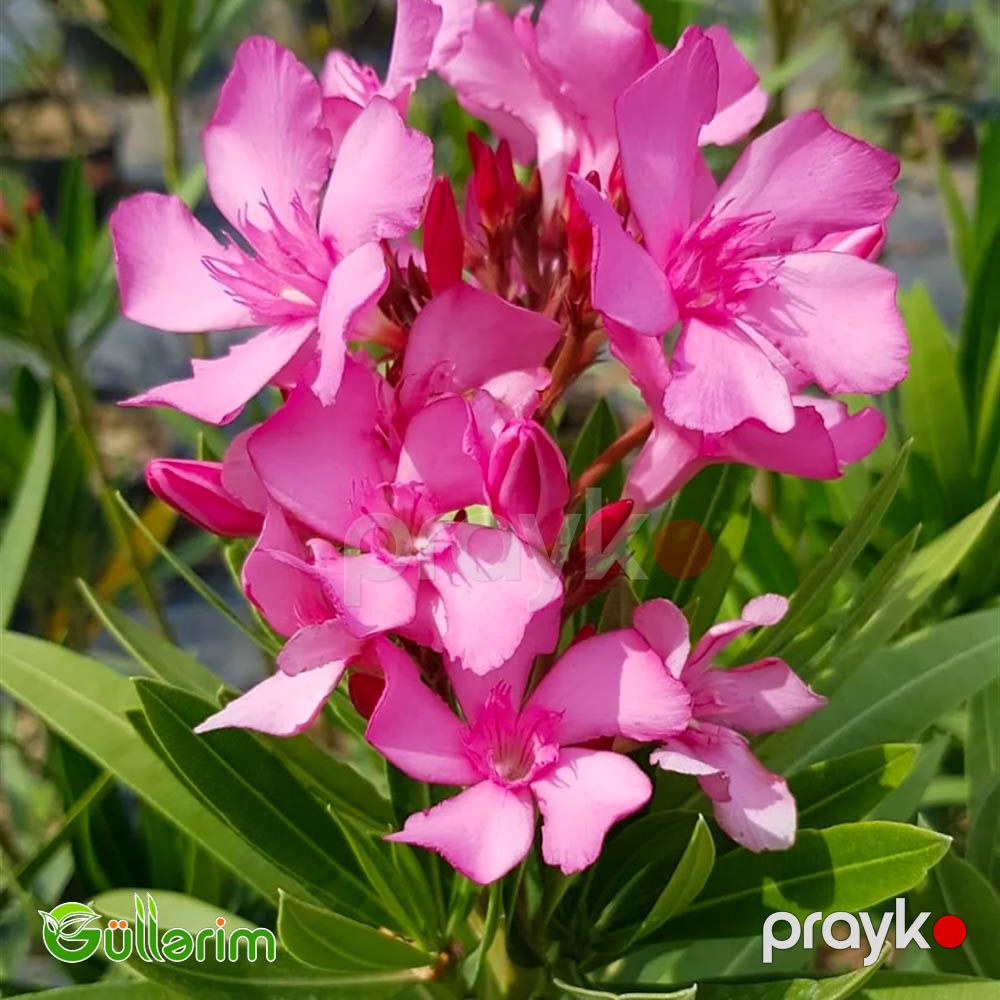 Oleandr (Nerium oleander) — Bitkilər, Bakı (5)