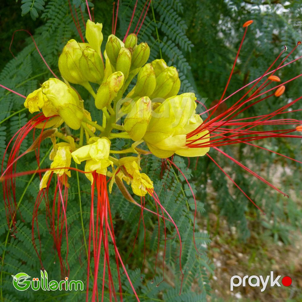 Sezalpiniya Jilesi (Caesalpinia gilliesii) — Bitkilər, Bakı (2)