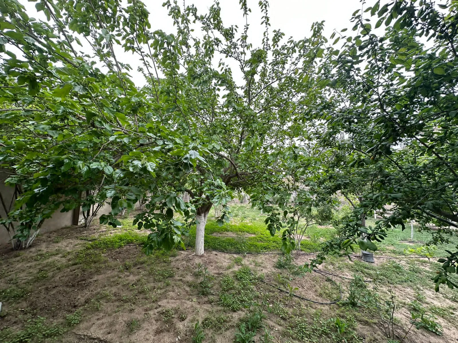 Şağan, Torpaq satılır - 7 sot — Torpaq, Bakı (7)