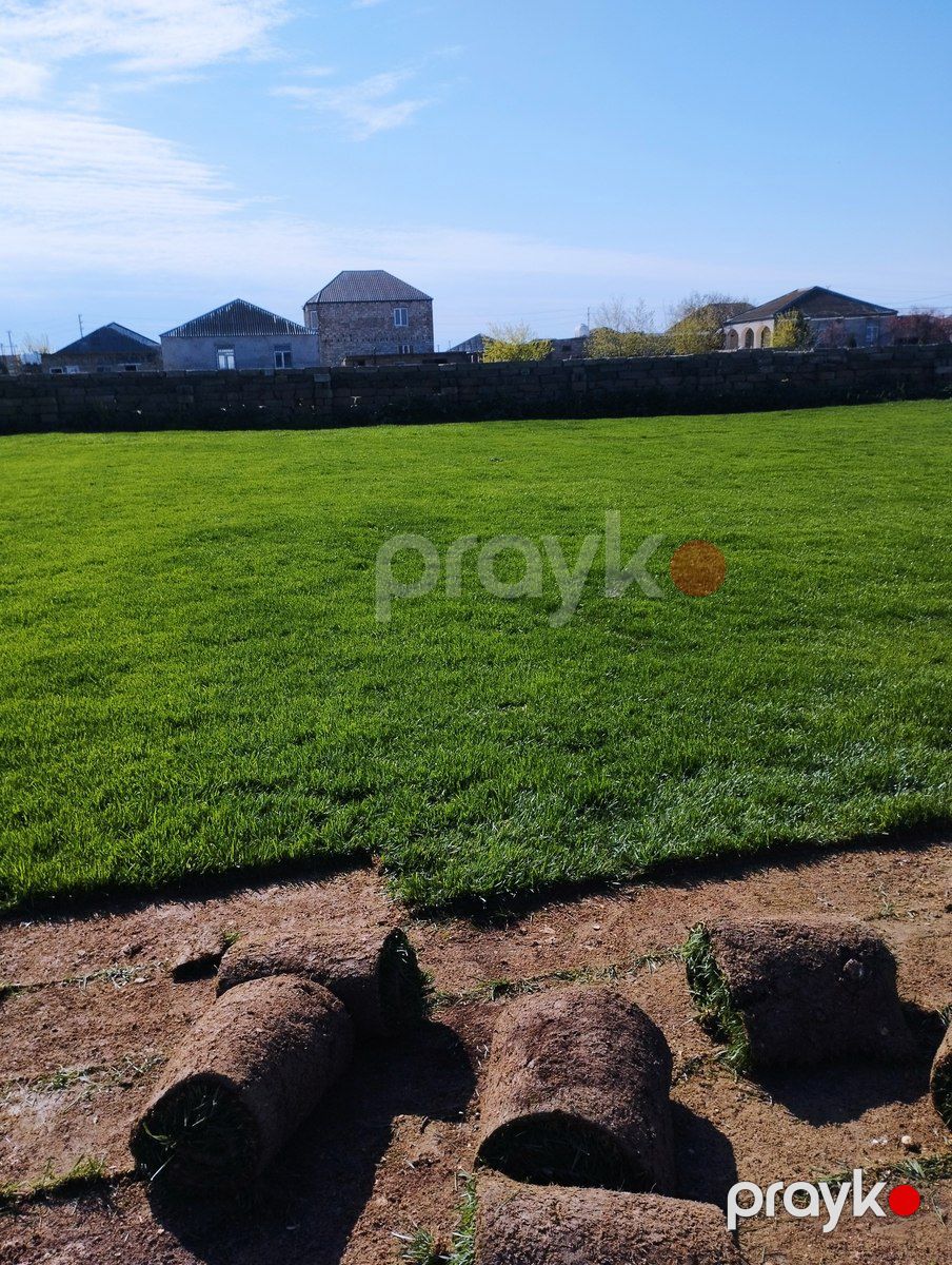 Qazon — Bitkilər, Bakı (5)