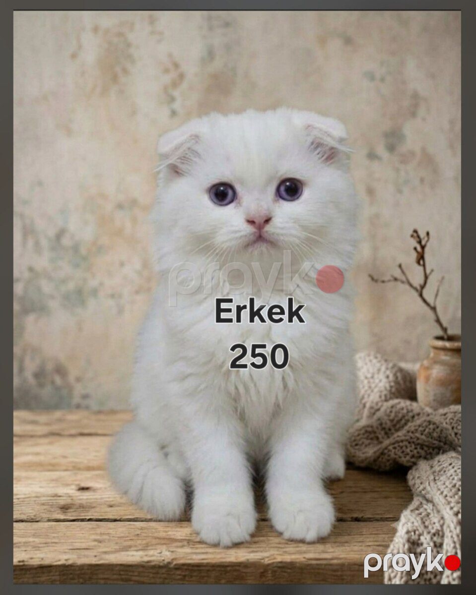 Şotland pişik balaları — Pişiklər, Bakı (2)