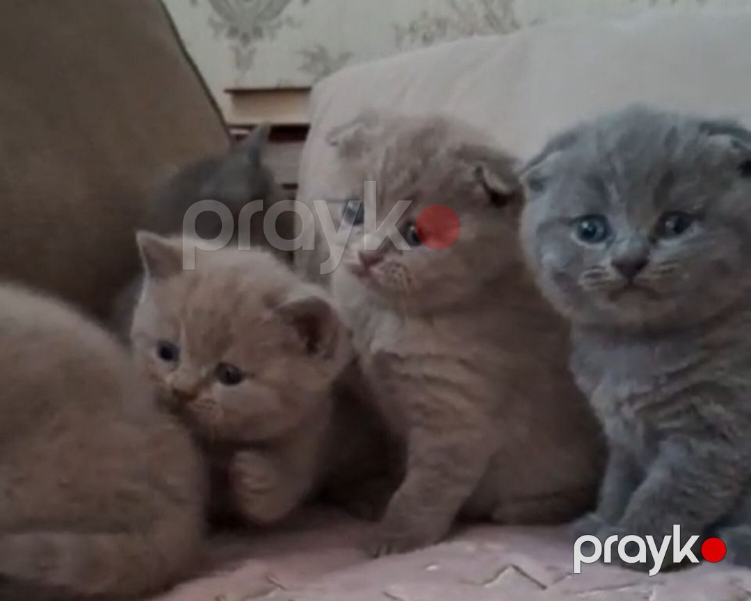Шотландские котята — Pişiklər, Bakı (11)