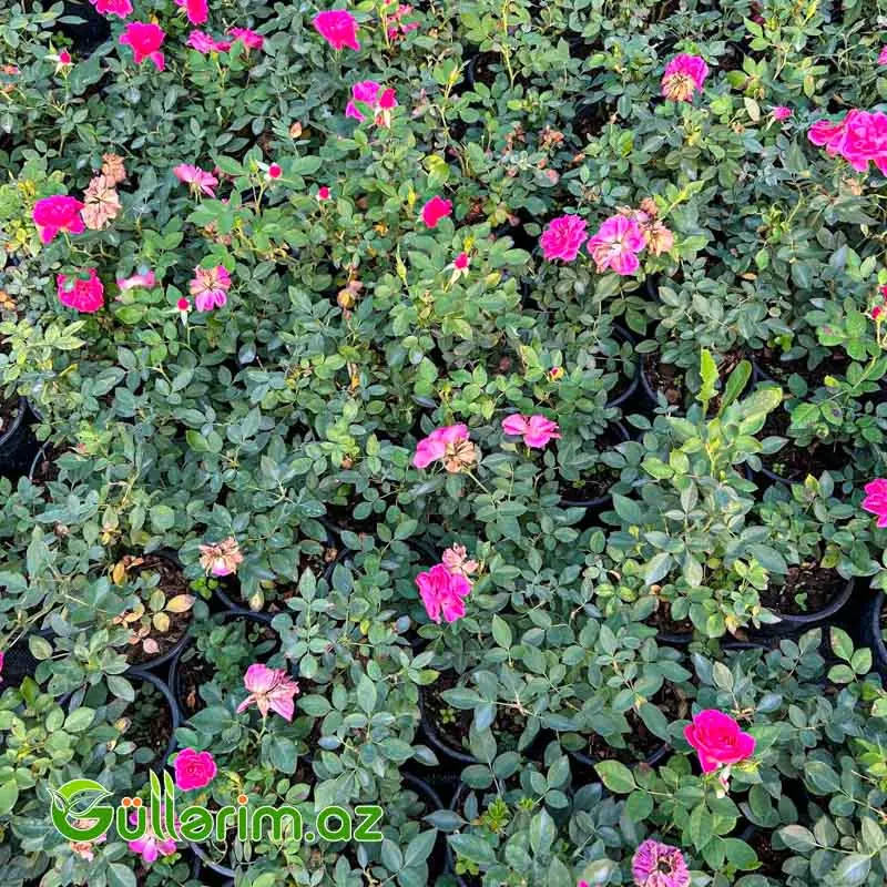 Karlik Qızılgül (Mini Rose) — Bitkilər, Bakı (3)