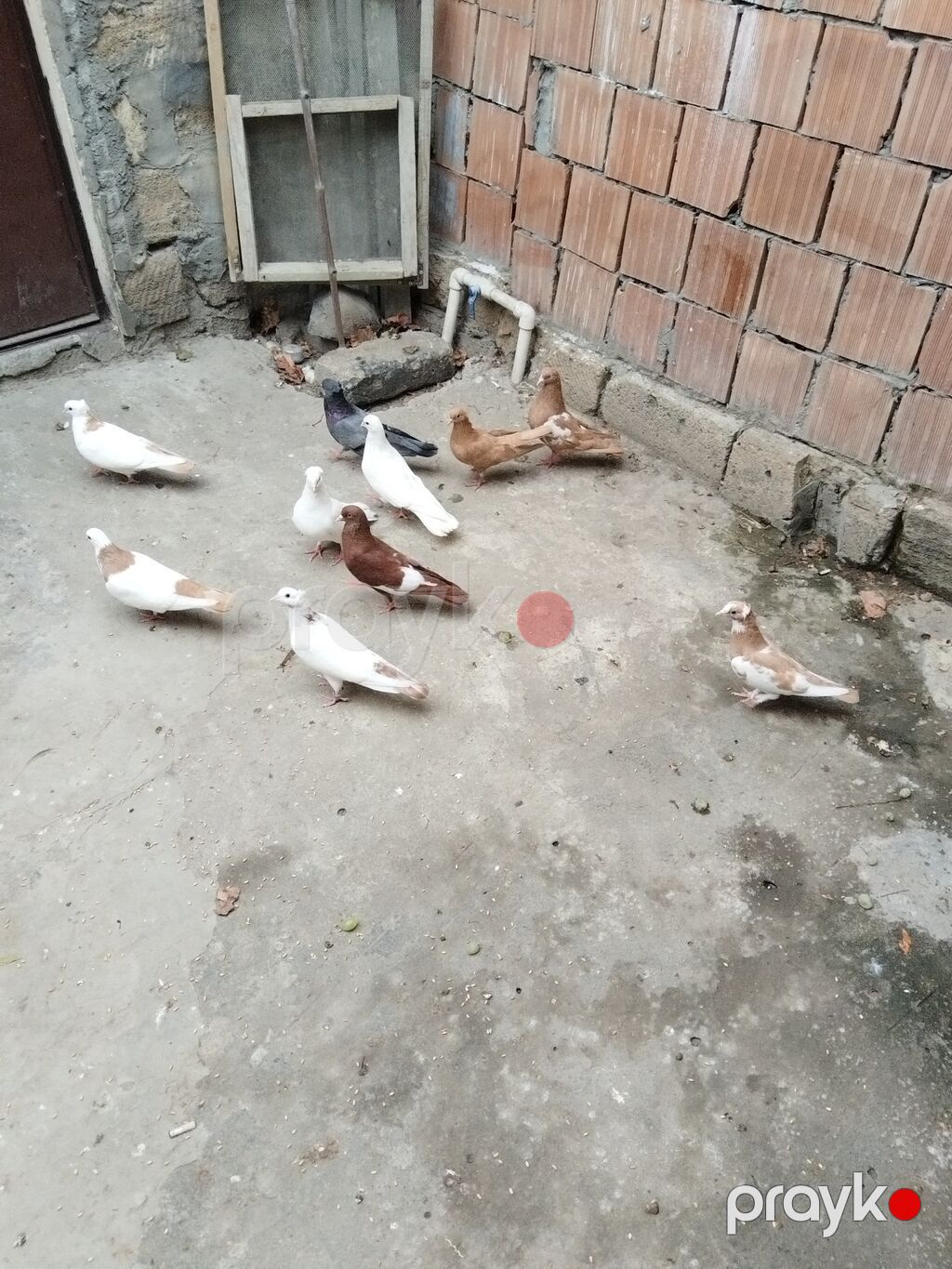 Satıllr 10 quş 100 manat gəncə — Göyərçin, Gəncə (10)