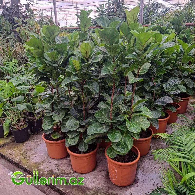 Ficus lyrata (Fikus lirata) — Bitkilər, Bakı (2)