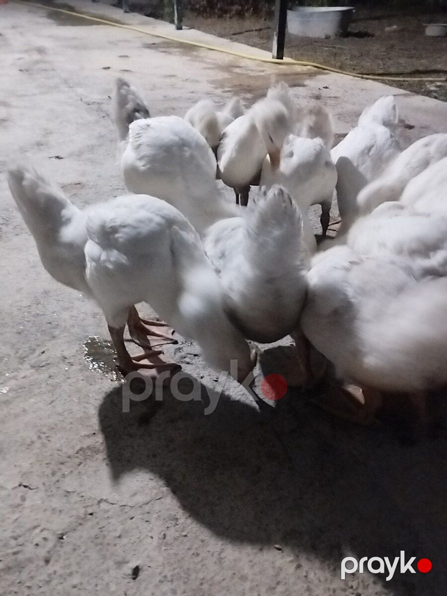 Linda kuban qazları — Quşlar, Şəki (5)