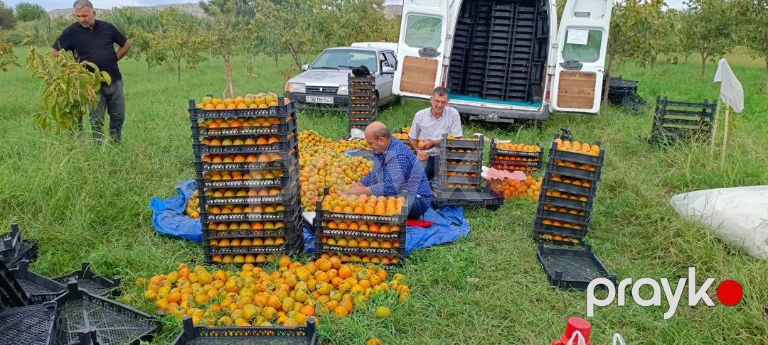 2500 sot torpaq sahəsi, Mingəçevir ş — Torpaq, Mingəçevir (6)