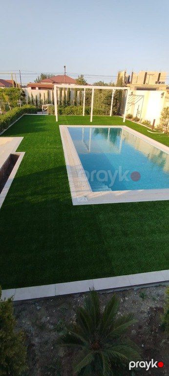 Süni ot — Bitkilər, Bakı (2)
