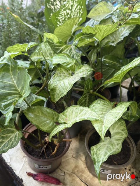 Syngonium (oxotaoxşar yarpaq) otaq bitkisi – dekorativ yarpaqlı — Bakı