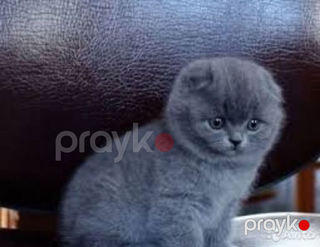Шотландские котята — Pişiklər, Bakı (4)
