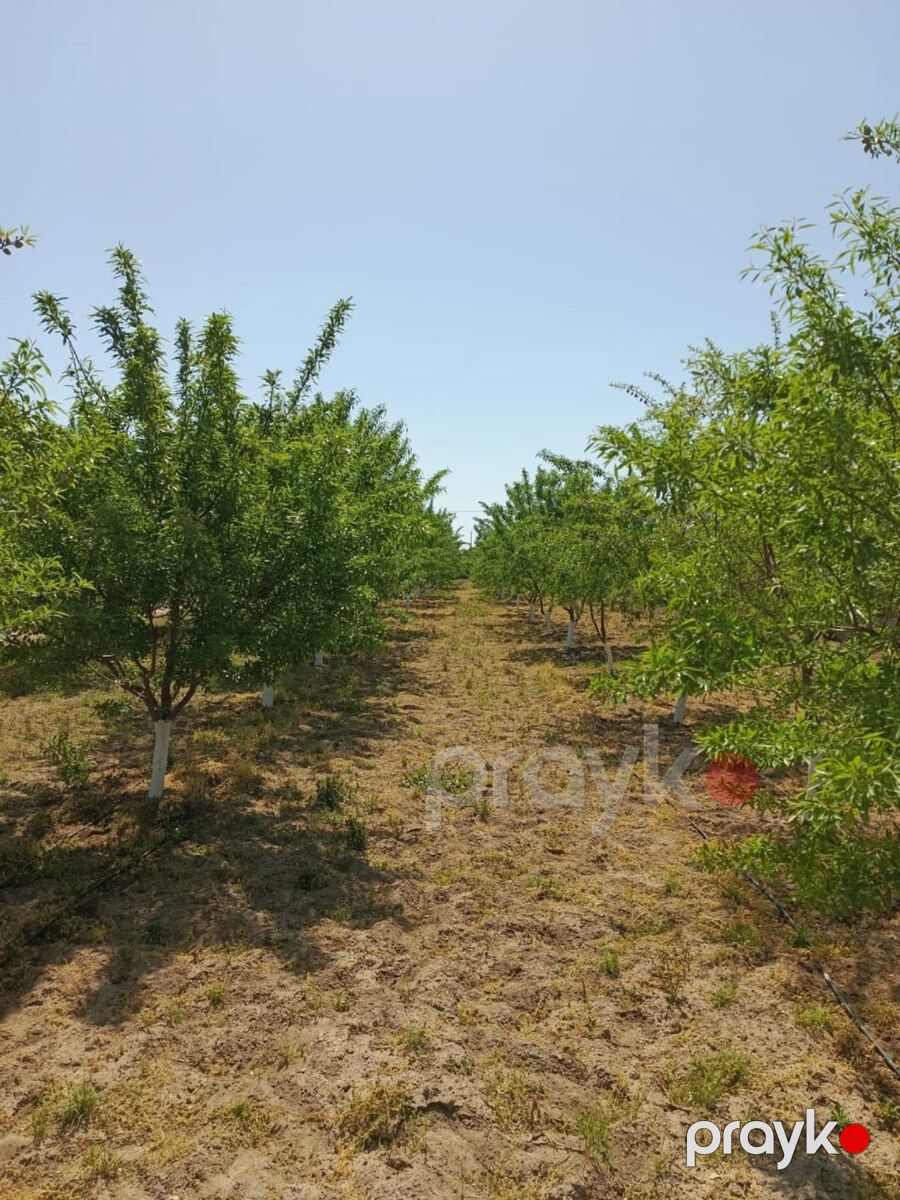 24 sot torpaq sahəsi, Maştağa qəs — Torpaq, Bakı (4)