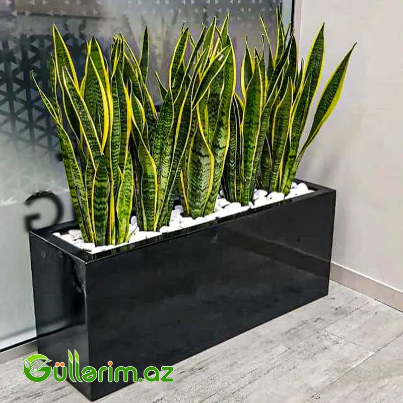 FiberGlass dibçək 80*50*30 sm (Fiber dibcek) — Garden decor