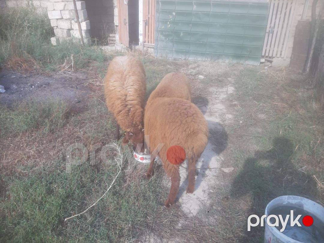 Qoyunlar — Kənd təsərrüfatı heyvanları, Bakı (2)