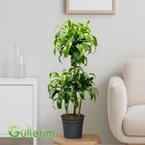 Dracaena Dorado (Drasena dorado) — Goods