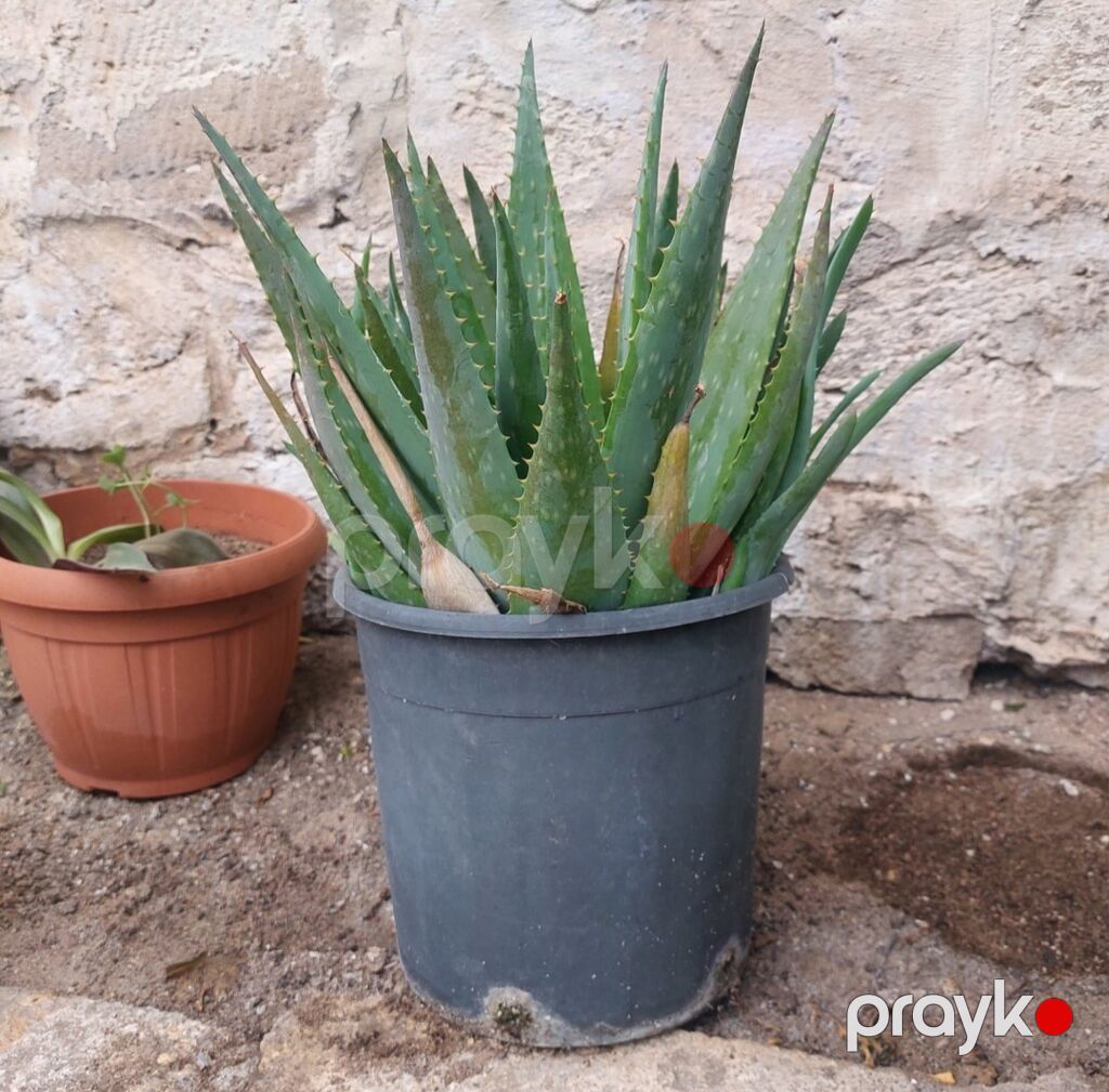 Aloe vera (sukkulent) – dibçək bitkisi - Növ: Aloe vera (Aloe — Qapı bitkələri, Bakı (5)