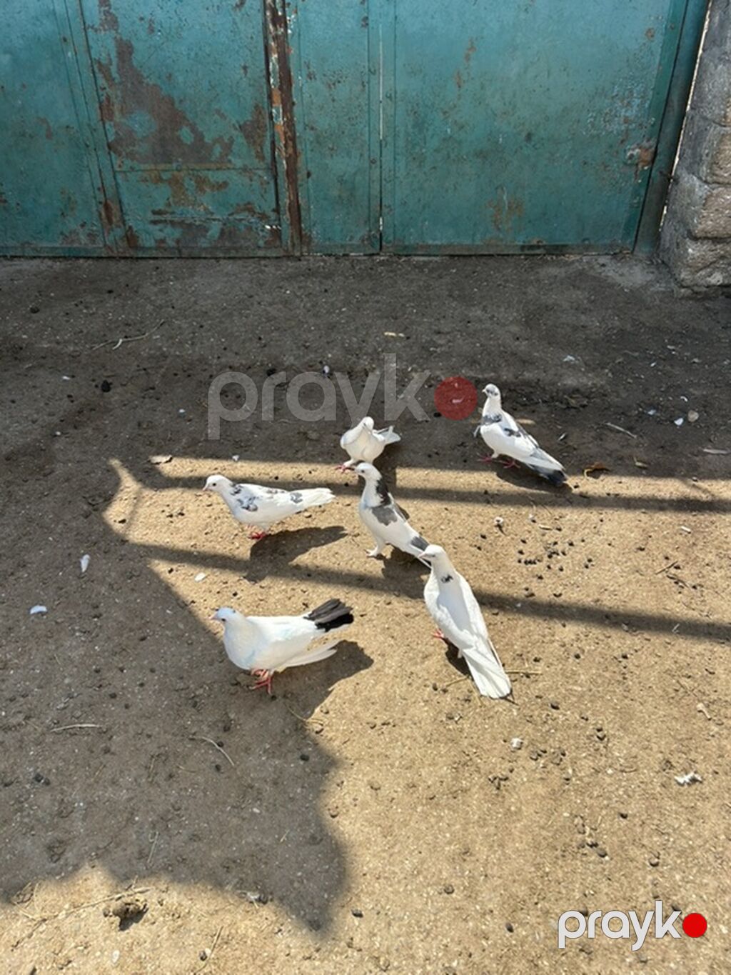 Salam hamsi secme heyvanlardi 21 denedi — Göyərçin, Bakı (5)
