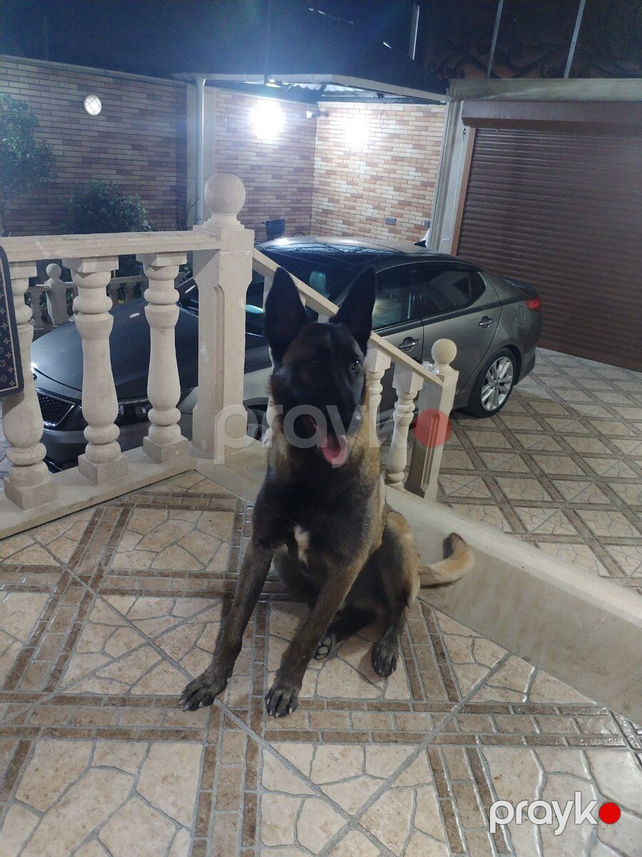 Belçika ovçarkası — Köpəklər, Bakı (6)