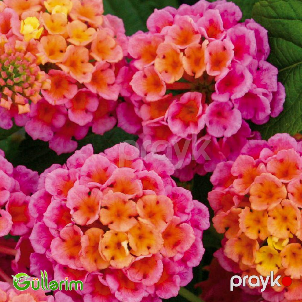 Lantana (Lantana camara) — Bitkilər, Bakı (4)