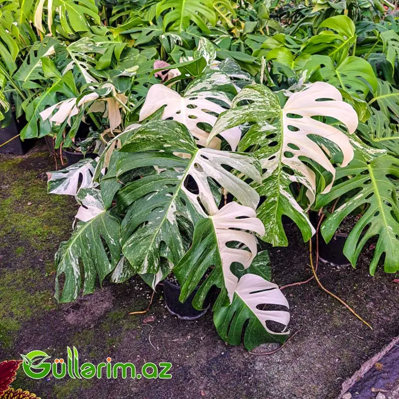 Monstera Deliciosa (Monstera) — Goods