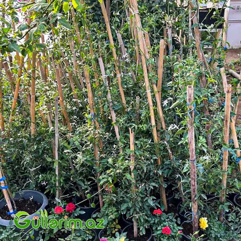 Yasəmən (Jasmine / Jasminum) — Bitkilər, Bakı (3)