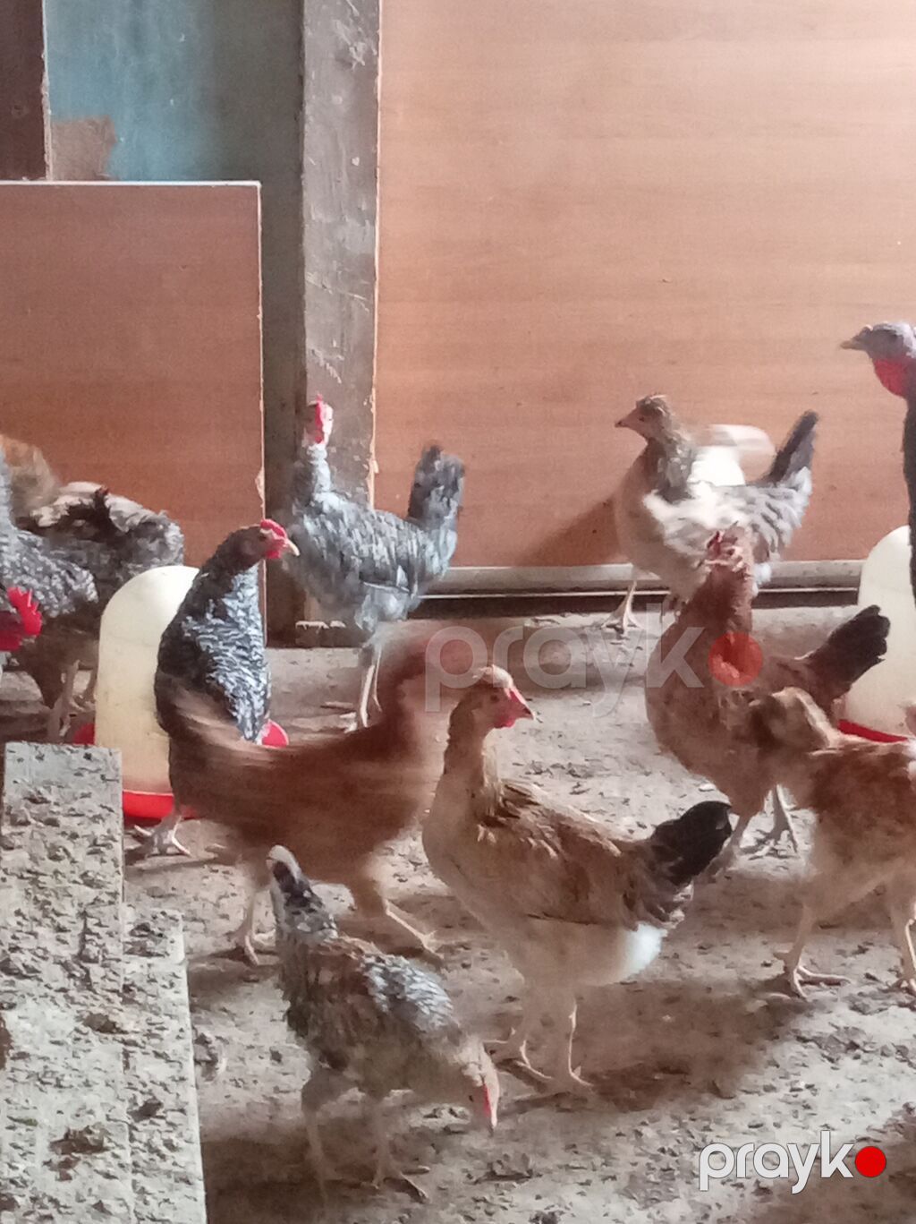 Məişət təsərrüfatı üçün müxtəlif cins ev quşları - Növ: toyuqlar — Toyuq və xoruz, Digah (3)