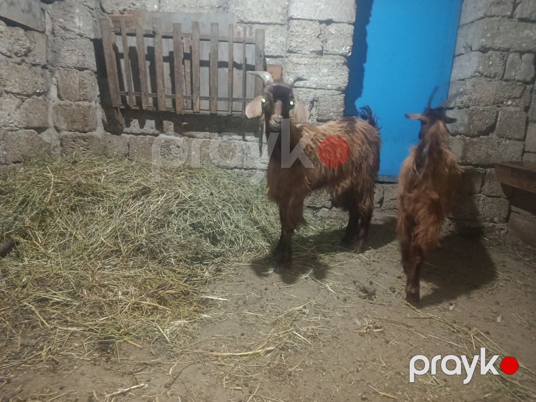 Çəpişlər — Kənd təsərrüfatı heyvanları, Bakı (3)