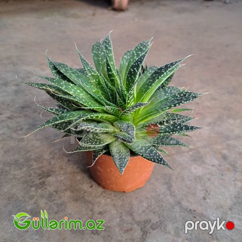 Sukulent (Naxışlı aloe növü)