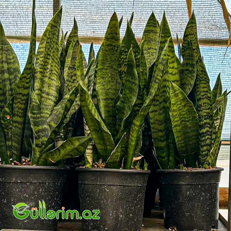 Sansevieria (Sansiveriya) — Bitkilər, Bakı (3)