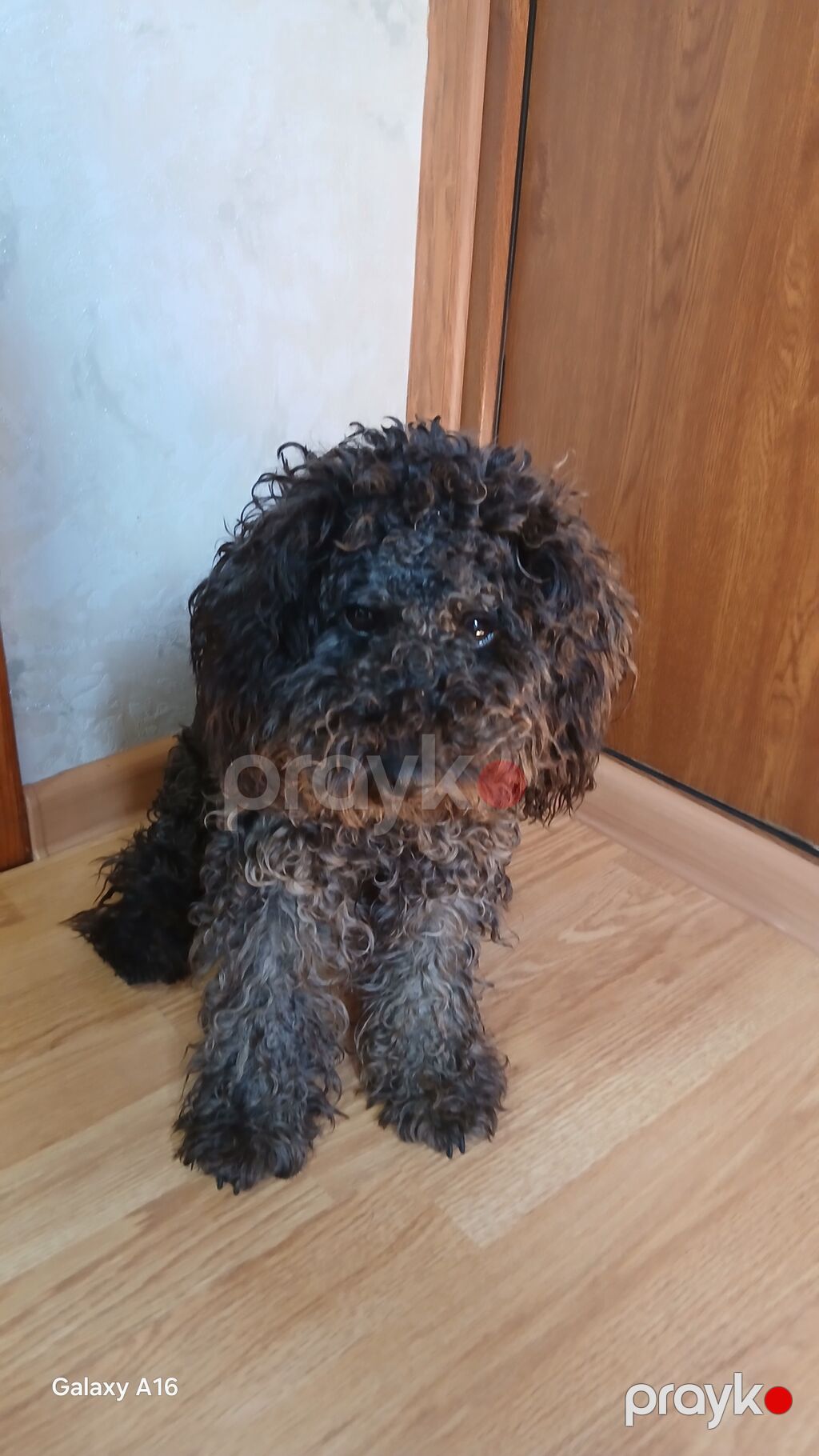 Pudel, 10 ay, Erkək, Peyvəndli, Ünvandan götürmə — Köpəklər, Digah (4)