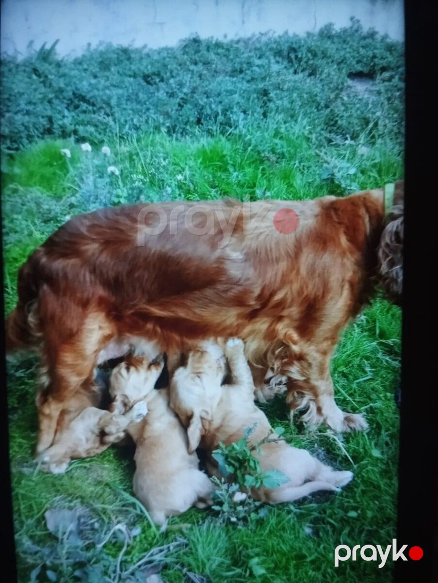 Koker Spaniel balaları — Köpəklər, Bakı (8)