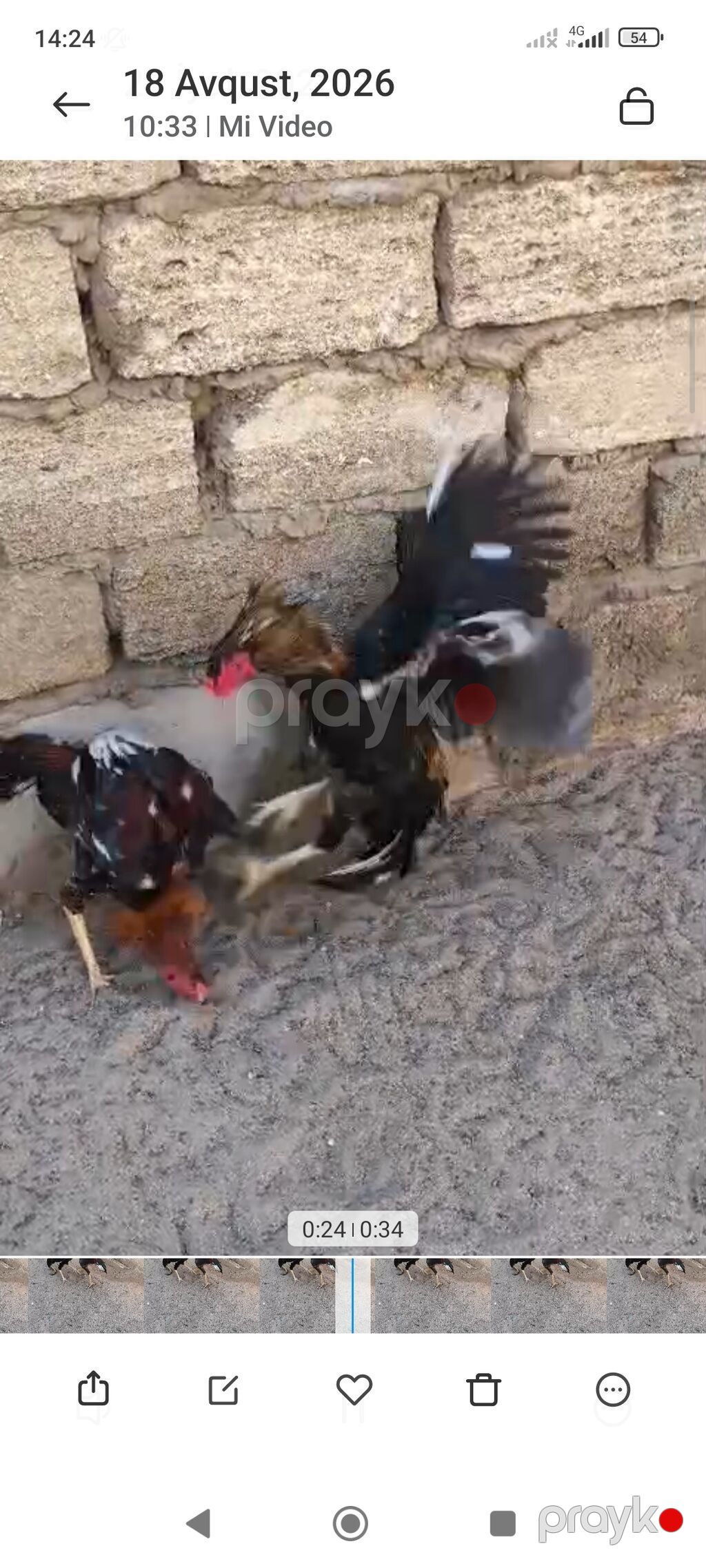 Biri Atasdı birdə qardaşı riyal alcya məşq və döyüş purobu Aylacaq — Toyuq və xoruz, Digah (5)