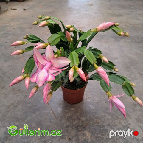 Dekabr çiçəyi (Schlumbergera truncata)