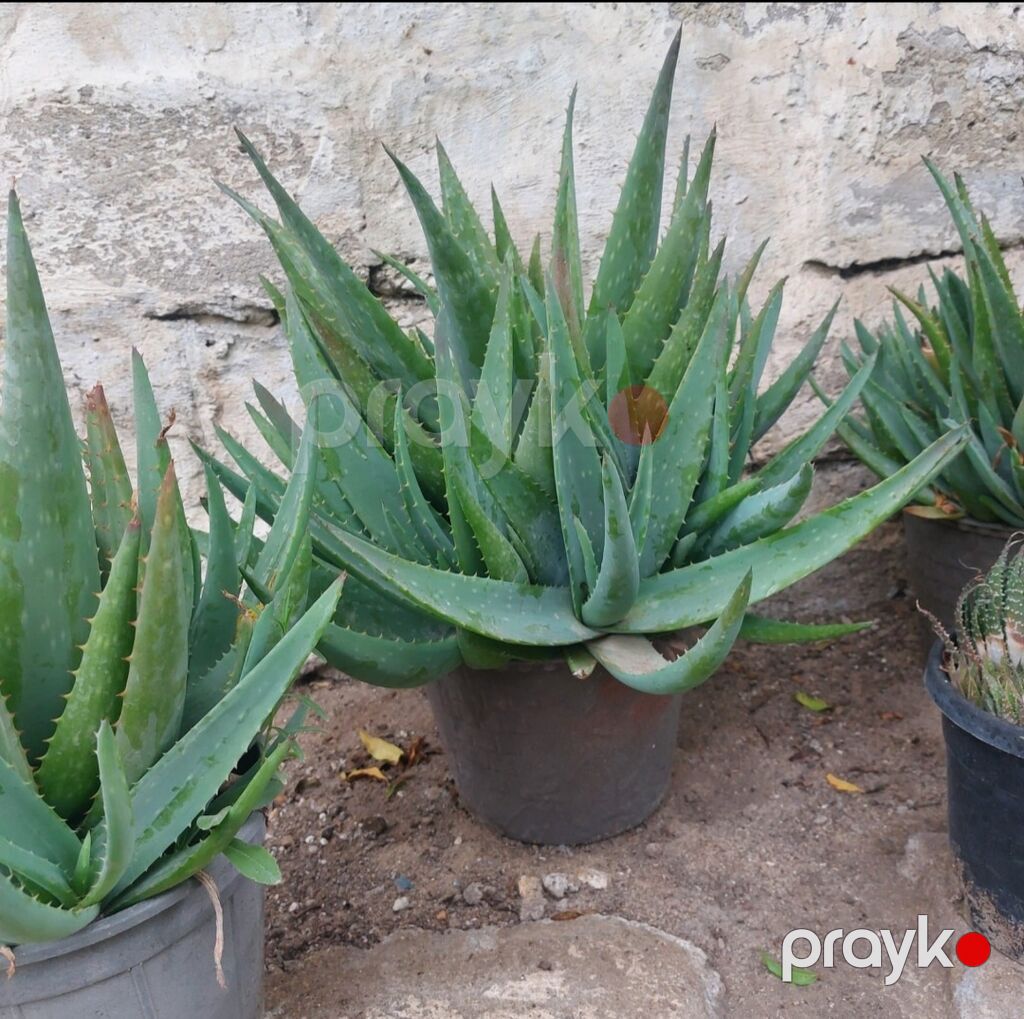 Aloe vera (sukkulent) – dibçək bitkisi - Növ: Aloe vera (Aloe — Qapı bitkələri, Bakı (2)