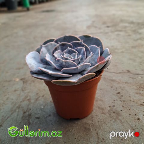 Sukulent (Boz Echeveria)