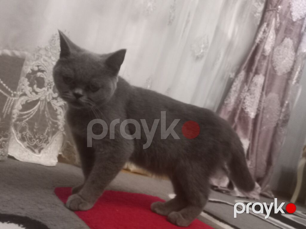 Britan, Dişi, Yaxşı əllərə, Pulsuz çatdırılma — Pişiklər, Qobu (3)