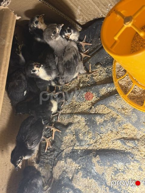 Toyuq cücələri, Damazlıq, Ünvandan götürmə, Ödənişli çatdırılma — Digah