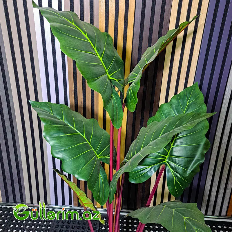 Süni Alocasia polly (African Mask Plant) — Dekor və interyeri, Bakı (2)