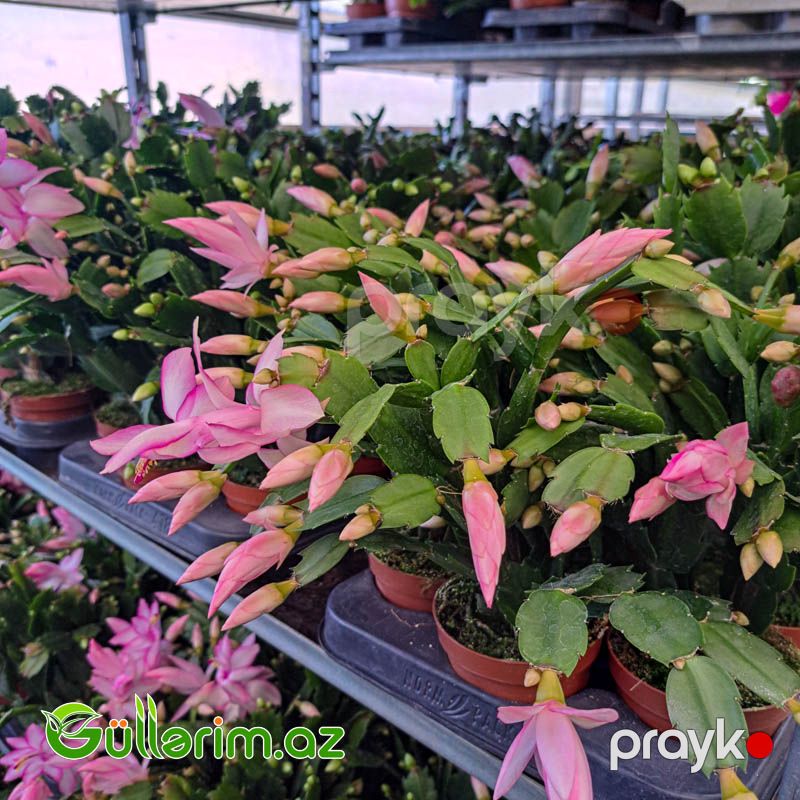 Dekabr çiçəyi (Schlumbergera truncata) — Bitkilər, Bakı (2)
