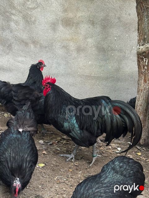 Avstralorp toyuqları — Bakı