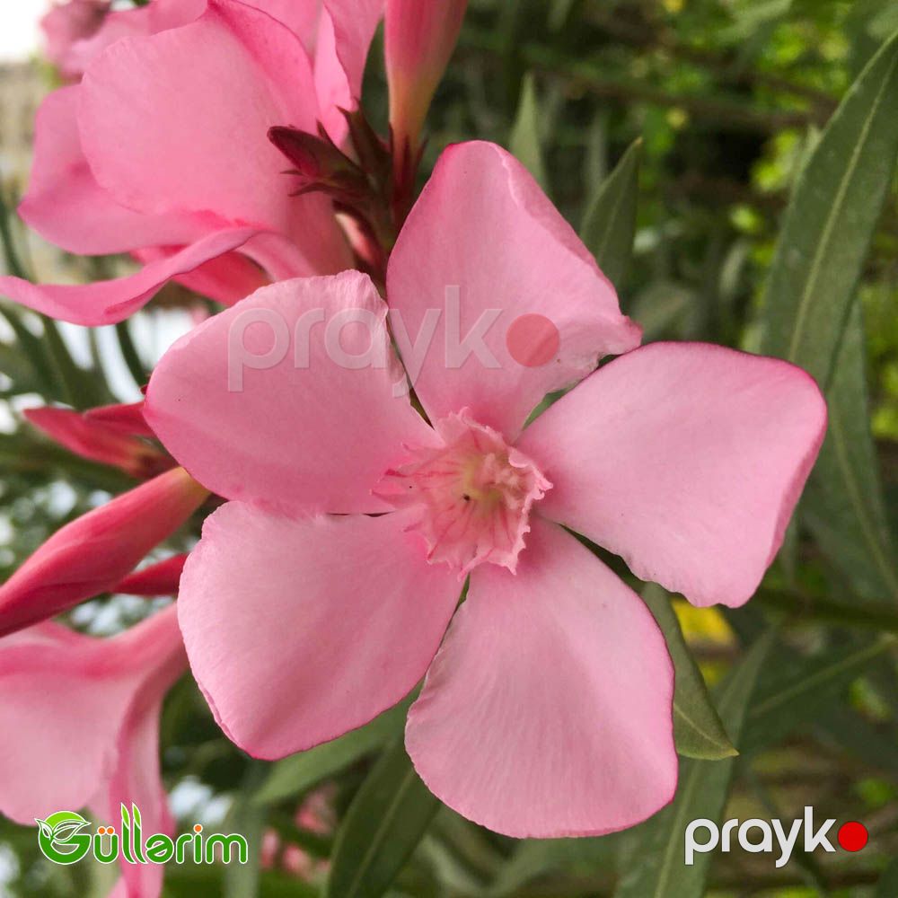 Oleandr (Nerium oleander) — Bitkilər, Bakı (3)