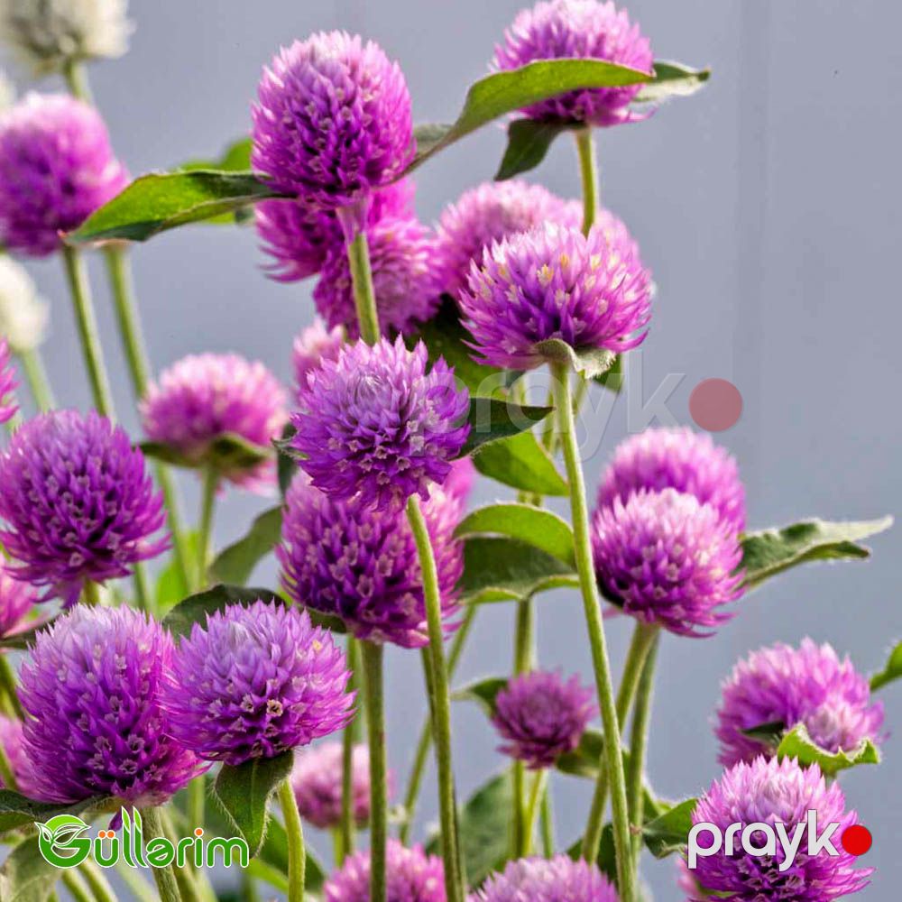 Gomfrena (Gomphrena globosa) — Bitkilər, Bakı (4)